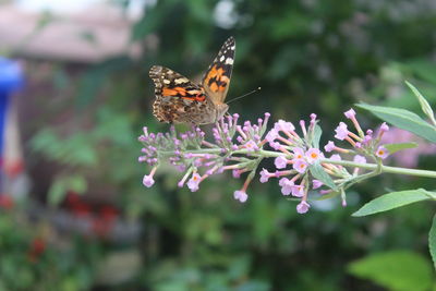 Close-up of butterfly on flower