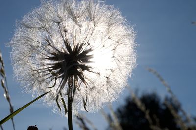 Close-up of dandelion against sky