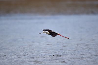 Bird flying over sea