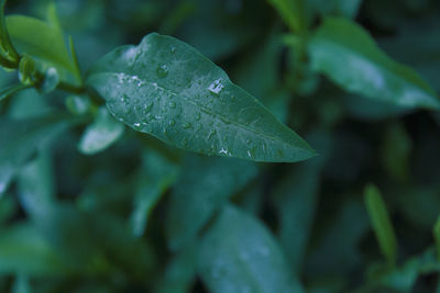 Close-up of raindrops on leaves