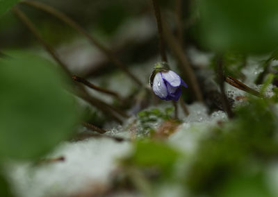 Close-up of purple flowering plant