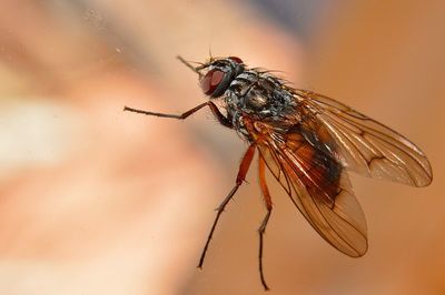 Close-up of housefly on glass