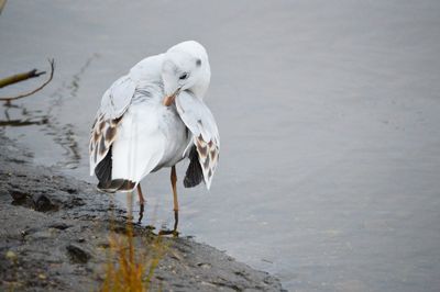View of white birds on the beach