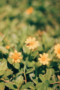 Close-up of flowering plant on field