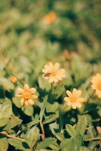 Close-up of flowering plant on field