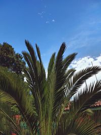 Low angle view of palm trees against blue sky