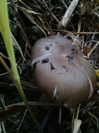 High angle view of mushrooms on field