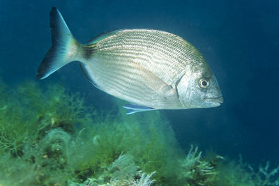 Close-up of fish swimming in sea