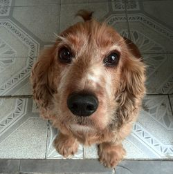 Close-up portrait of dog