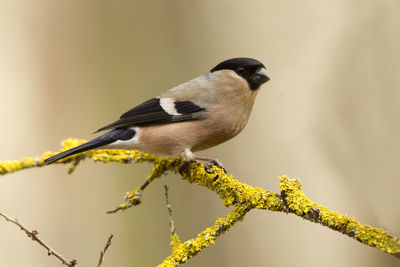 Close-up of bird perching on a branch