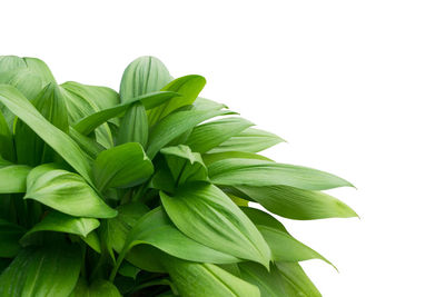 Close-up of fresh green plant