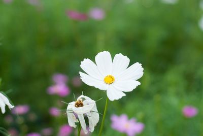 Close-up of white pollinating on flower