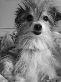 Close-up portrait of dog at home