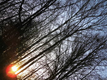 Low angle view of bare tree against sky