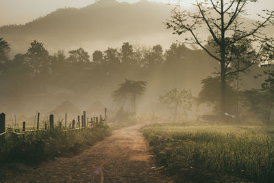 Road amidst trees on field against sky