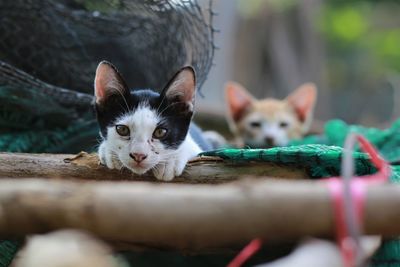 Close-up portrait of a kitten