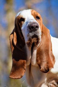 Close-up of dog looking at camera