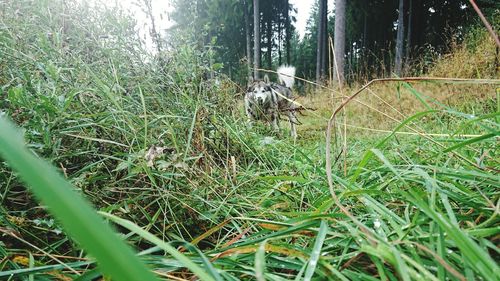 Grass in a field