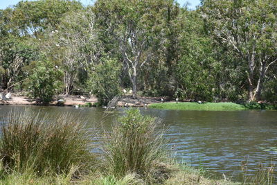 Scenic view of river in forest