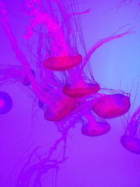 Close-up of purple underwater
