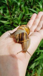 Lovey dovey snails