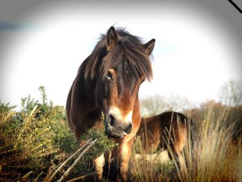 Portrait of a horse in the field