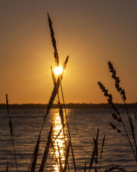 Silhouette plants against sea during sunset