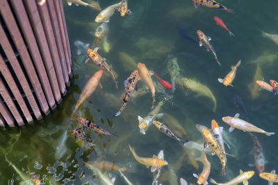 High angle view of koi carp fish in pond