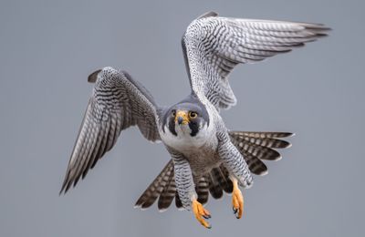 Falcon flying against clear sky