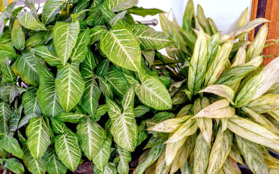 High angle view of plants growing in market