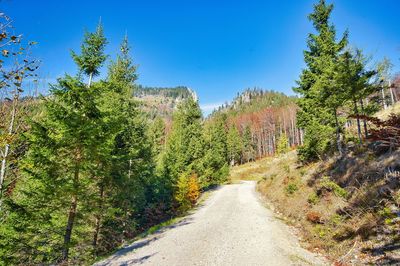 Road amidst trees against sky