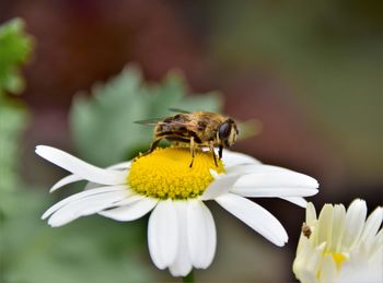 Close-up of bee pollinating on flower