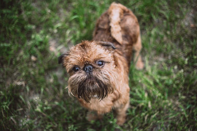 Portrait of dog on field