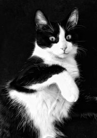 Close-up portrait of cat looking away