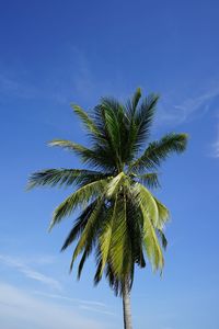 Low angle view of palm tree against blue sky