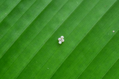 Full frame shot of green leaf