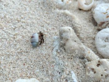 Close-up of crab on sand