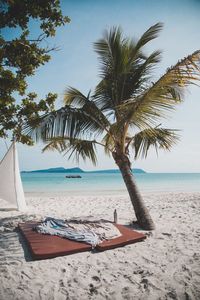 Palm trees on beach against sky