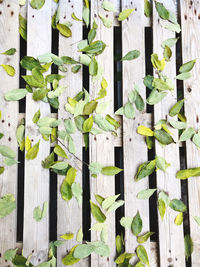 Full frame shot of ivy on wall