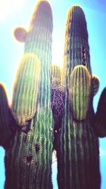 Close-up of cactus plant