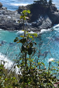 Close-up of plant by sea