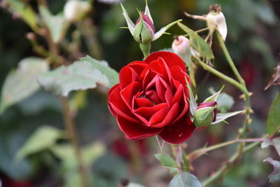 Close-up of red rose blooming outdoors