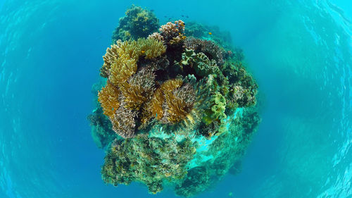 Diving near a coral reef. beautiful colorful tropical fish on the lively coral reefs underwater.