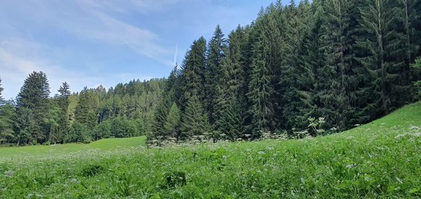 Pine trees in forest