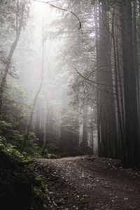 Road amidst trees in forest