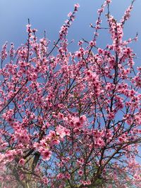 Low angle view of cherry blossoms against sky