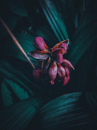 Close-up of pink flowering plant