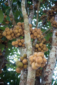 Low angle view of tree