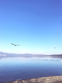 Airplane flying over sea against blue sky