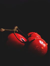 Close-up of red apple against black background